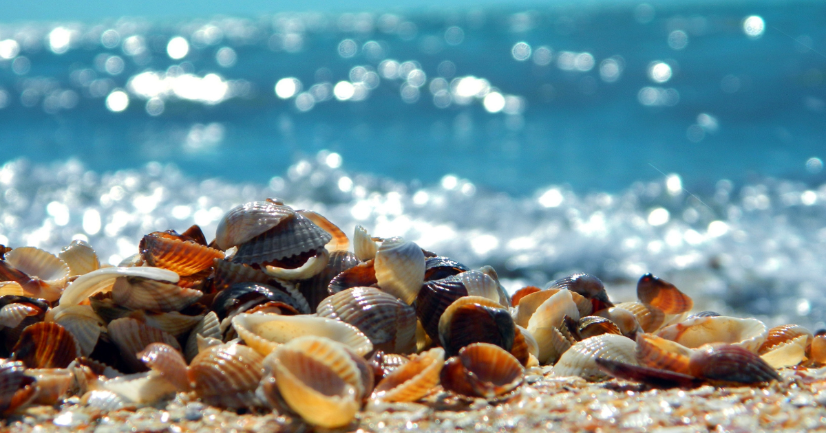 seashells on beach