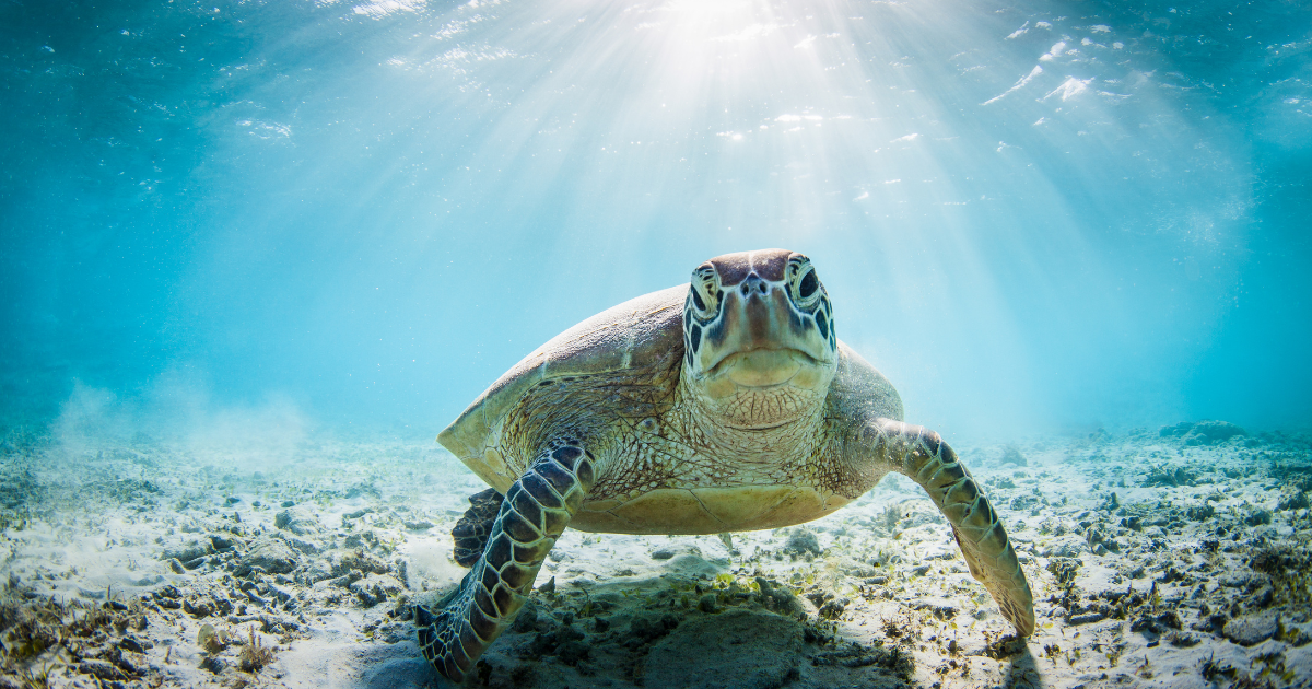 sea turtle in ocean
