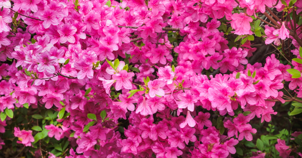 pink azalea flowers
