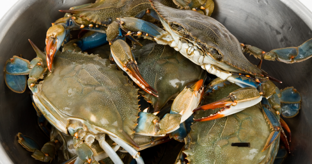 blue crabs