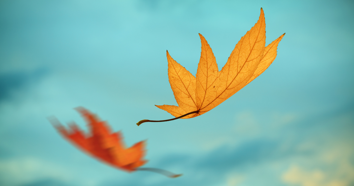 floating fall leaves