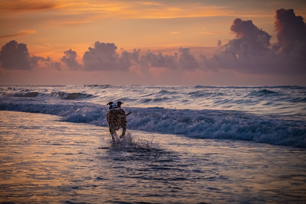 Dog running on beach at sunset Ocean Isle Beach