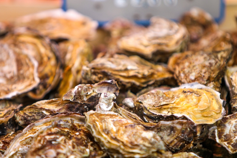 close up of oysters