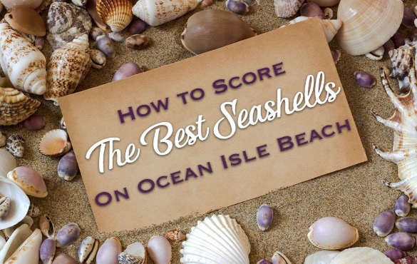 How to Score the Best Seashells on Ocean Isle Beach | Williamson Realty Vacations OIB NC
