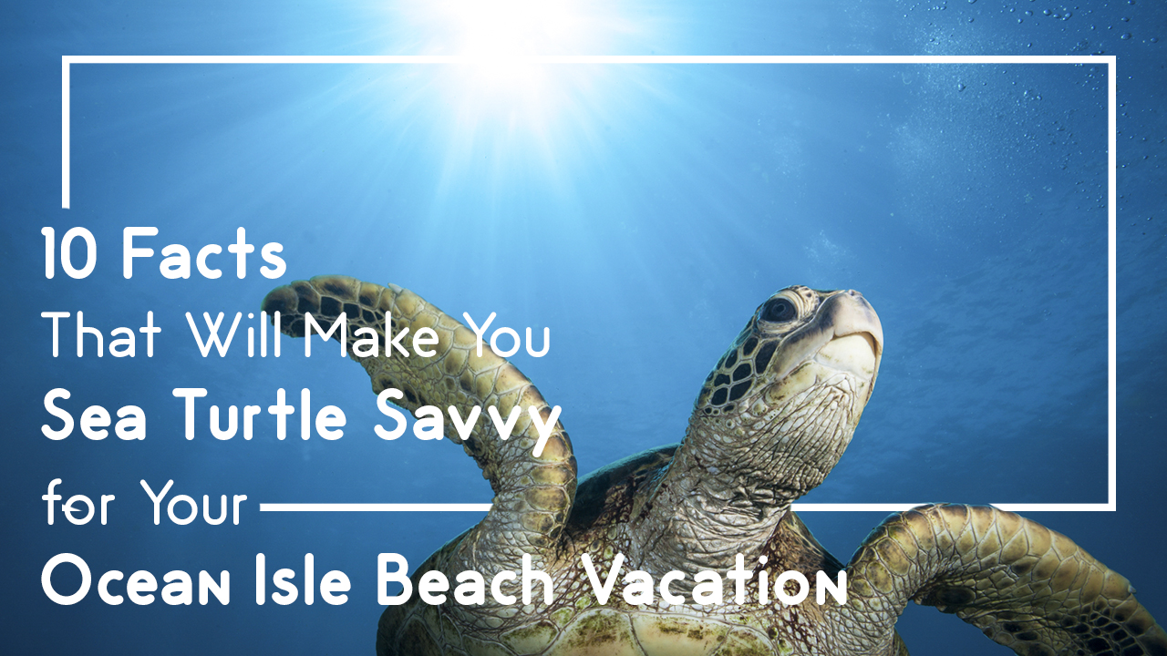 10 Facts That Will Make You Sea Turtle Savvy for Your Ocean Isle Beach Vacation 