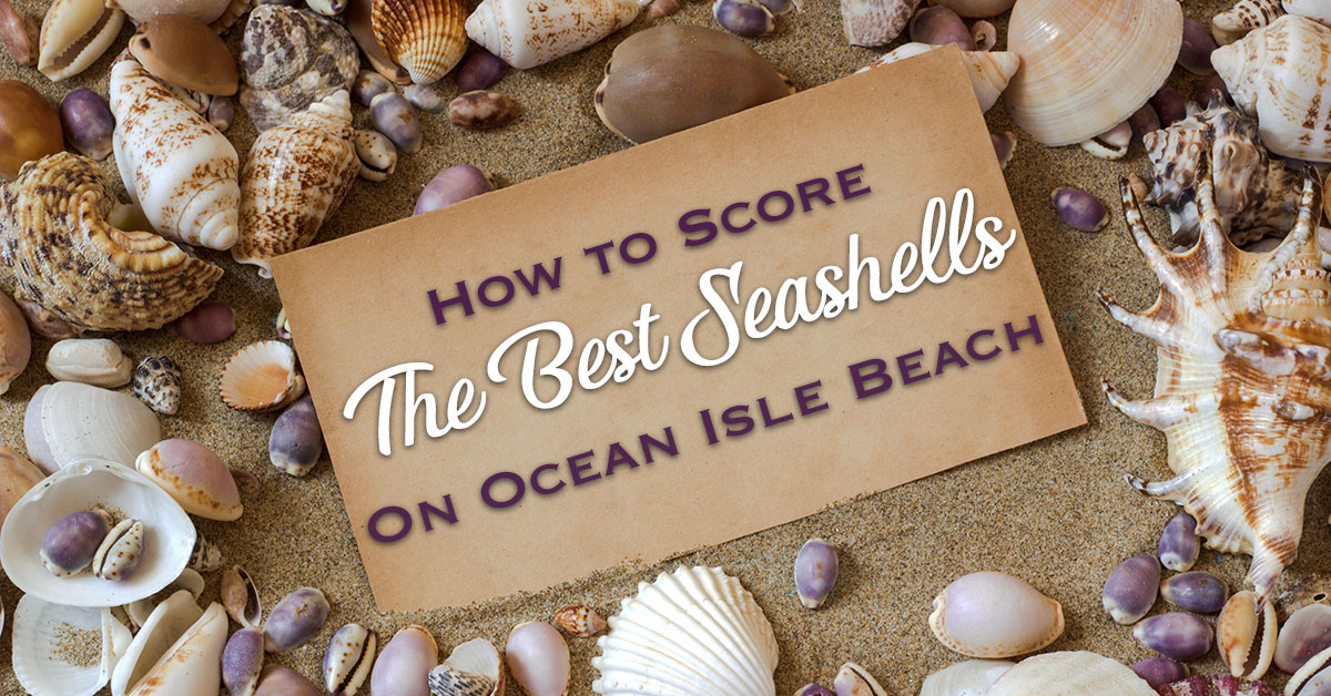 How to Score the Best Seashells on Ocean Isle Beach