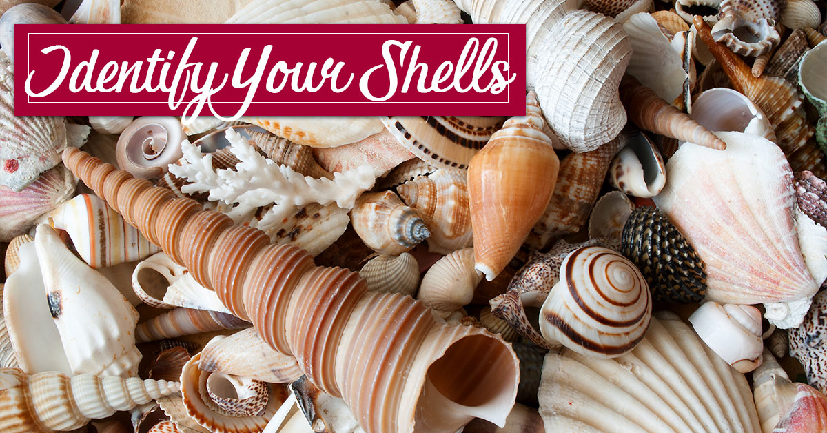 Identify Your Shells