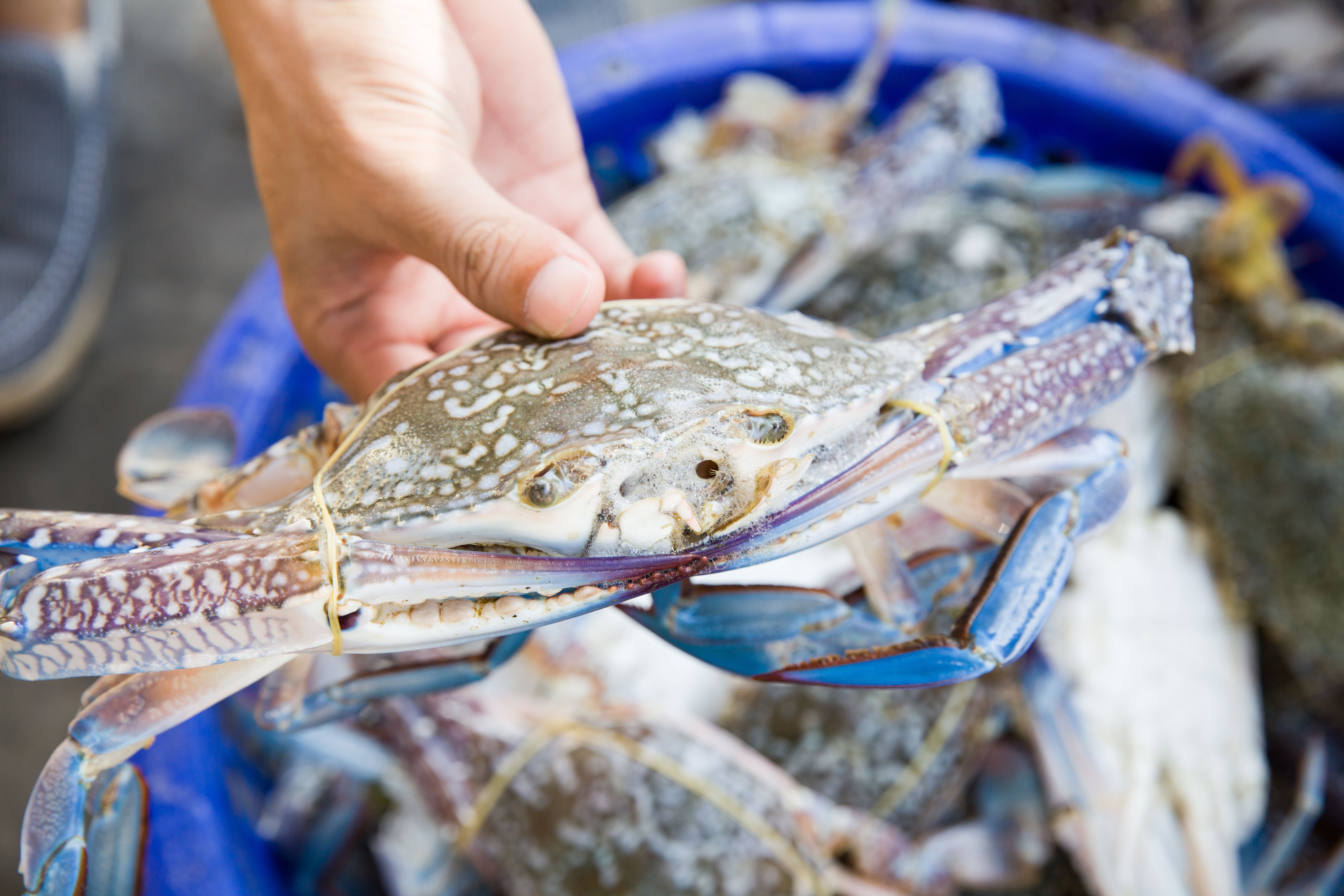 Blue Crab