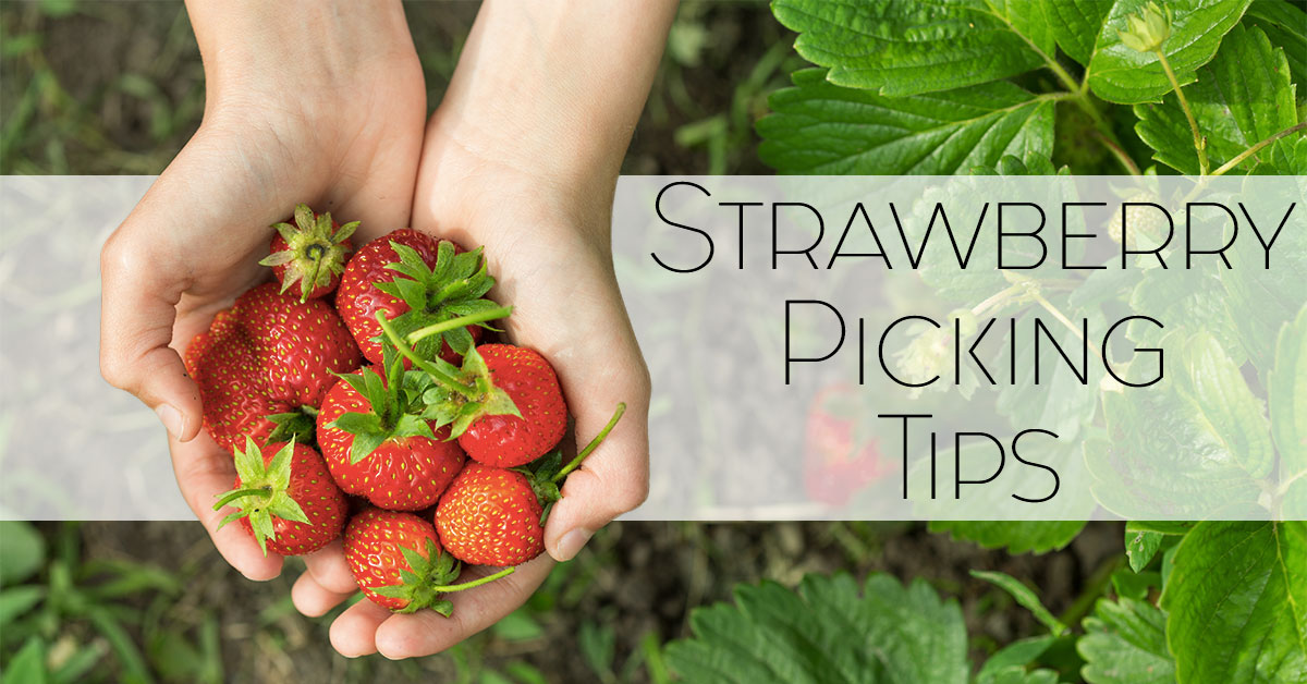 Strawberry Picking Tips