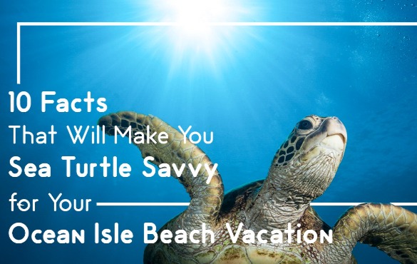 10 Facts that Will Make You Sea Turtle Savvy | Williamson Realty Vacations OIB NC