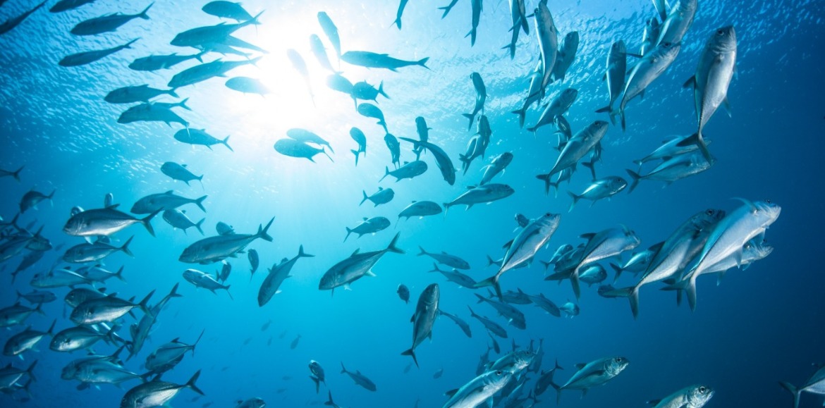 fish swimming in the ocean | Williamson Realty