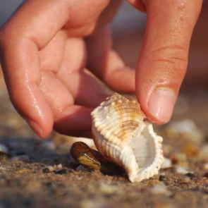 Woman picking up seashells on the beach | Williamson Vacations Ocean Isle Beach Rentals