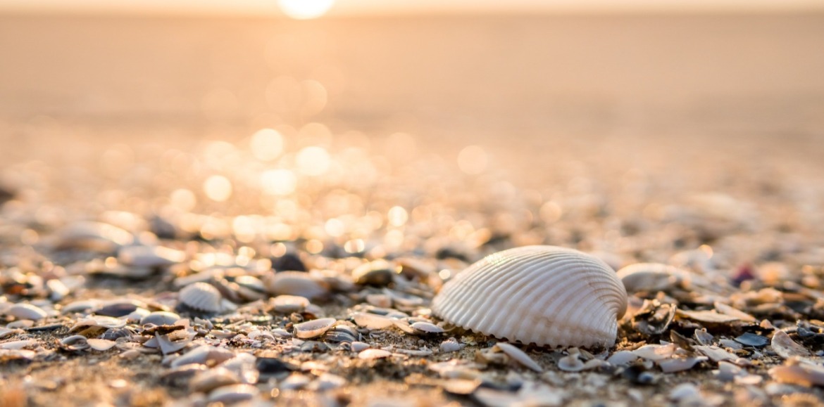 seashells on the beach | Williamson Realty