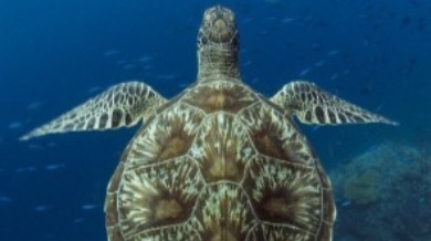 Green Sea Turtle | Williamson Realty Vacations Ocean Isle Beach Rentals