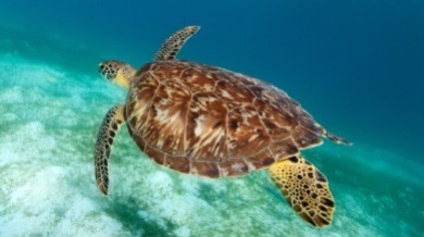 Hawksbill Sea Turtle | Williamson Realty Vacations Ocean Isle Beach Rentals