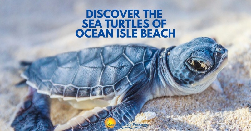 Discover the Sea Turtles of Ocean Isle Beach Header | Williamson Realty Vacations Ocean Isle Beach Rentals