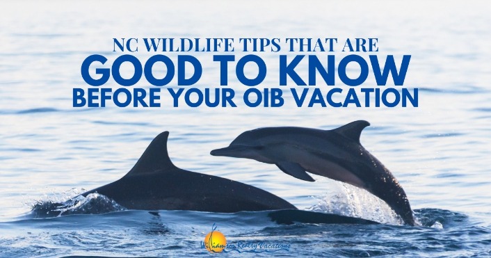 NC Wildlife Tips That Are Good to Know Before Your Ocean Isle Beach Vacation Header | Williamson Realty Vacations