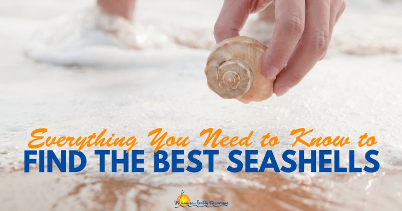 Everything You Need to Know to Find the Best Seashells | Williamson Realty Vacations