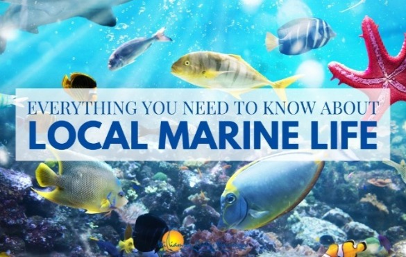 Everything You Need to Know About Local Marine Life in Ocean Isle Beach NC | Williamson Realty Vacations OIB NC