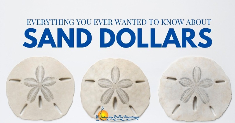 Everything You Ever Wanted to Know About Sand Dollars - Williamson