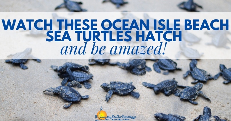 Watch These Ocean Isle Beach Sea Turtles Hatch and Be Amazed! Header | Williamson Realty Ocean Isle Beach Rentals