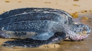 Leatherback Sea Turtle | Williamson Realty Vacations Ocean Isle Beach Rentals