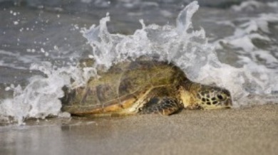 Loggerhead Sea Turtle | Williamson Realty Vacations Ocean Isle Beach Rentals