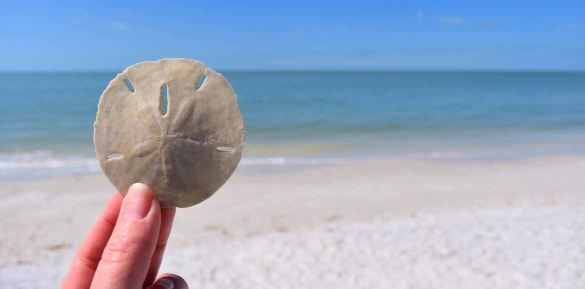Person picking up sand dollar on the beach | Williamson Realty Vacations Ocean Isle Beach NC Rentals