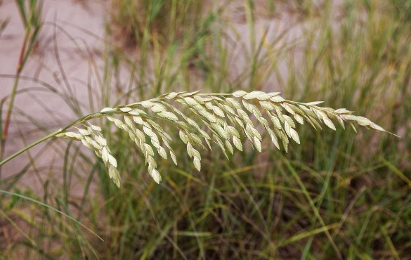 sea oats ocean isle beach, nc | WIlliamson Realty Vacations