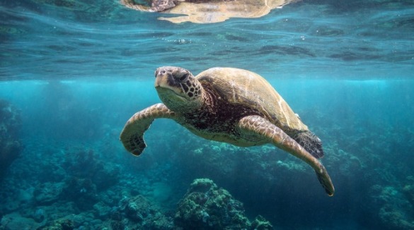ocean isle beach sea turtle | Williamson Realty Vacations