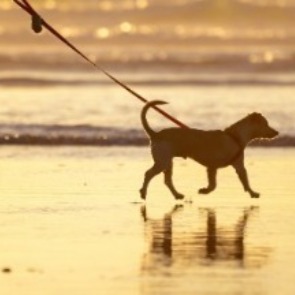 Leashed dog on beach | Williamson Realty Vacation Rentals Ocean Isle Beach NC