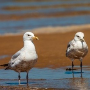 Seagulls on beach | Williamson Realty Vacation Rentals Ocean Isle Beach NC