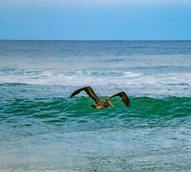 Pelican flying over the Atlantic Ocean | Williamson Realty Ocean Isle Beach Rentals