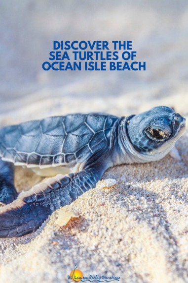 Discover the Sea Turtles of Ocean Isle Beach Pinterest | Williamson Realty Vacations Ocean Isle Beach Rentals