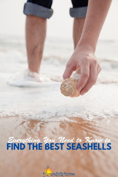 Everything You Need to Know to Find the Best Seashells | Williamson Realty Vacations