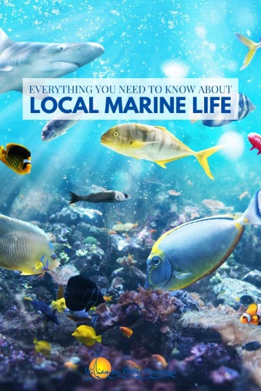 Everything You Need to Know About local Marine Life