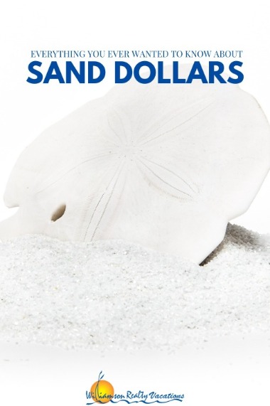 Everything You Ever Wanted to Know About Sand Dollars - Williamson Realty  Vacations