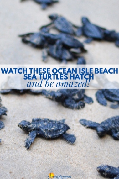 Watch These Ocean Isle Beach Sea Turtles Hatch and Be Amazed! Pinterest | Williamson Realty Ocean Isle Beach Rentals