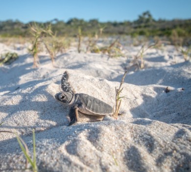 Sea turtle on the beach | Williamson Realty Ocean Isle Beach Rentals