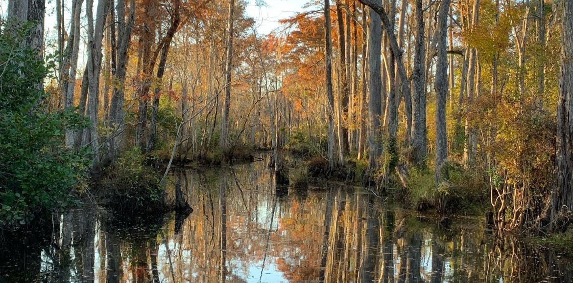 Shallotte River Swamp Eco Tours | Williamson Realty Ocean Isle Beach NC rentals